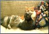Kitty Friends[Click to enlarge]