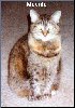 Kitty Friends[Click to enlarge]