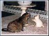 Kitty Friends[Click to enlarge]