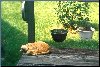 Kitty Friends[Click to enlarge]