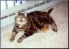 Kitty Friends[Click to enlarge]