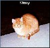 Kitty Friends[Click to enlarge]